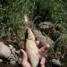 Genikeer Fishing Indicators - 2 PCs Trolling Salmon Bait Boards | 4.5 Inches Metal Flash 23g Light-Up for Fresh & Sea Water Fishing - Buy Online on GoSupps.com