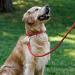 Collardirect Handmade Round Leather Dog Collar - Soft Padded Real Leather for Small & Big Dogs - Available in Black Pink Red Purple Blue (15-18 cm) - Buy Online on GoSupps.com