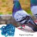 50 Pcs Multicolored Aluminum Pigeon & Chicken Leg Rings - Bird Identification Foot Rings for Training & Accessories - Buy Online on GoSupps.com