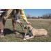 OllyDog Mountain Leash | Climbing-Inspired Rope Dog Leash 5ft | Padded Handle | Dog Accessories - Buy Online on GoSupps.com
