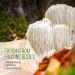 La Republica Lion's Mane Matcha Powder - 60 Servings | USDA Organic Japanese Green Tea with Lion's Mane Mushroom Extract | Supports Mental Clarity and Focus | USA Made - Buy Online on GoSupps.com