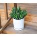 Live Aloe Nobilis & Succulents Plants - Indoor Houseplants by Plants for Pets - Buy Online on GoSupps.com