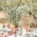 Ginger Ray Wedding Flowers - Gypsophilia Artificial Leaves Pack of 5 | White Baby's Breath for Elegant Decor - Buy Online on GoSupps.com