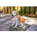 2PET Dog Hunting & Safety Reflective Vest - High Visibility for Urban and Rural Environments - Protects Pets from Accidents - Small, Orange - Buy Online on GoSupps.com