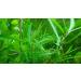 Exclusive Product - 50 Live Aquarium Plants Collection of Aquatic Plants for Your Fish Tank - Buy Online on GoSupps.com