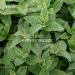 Kruut Fresh Start Hydrolat Organic 50 ml - 100% Natural Facial Toner with Peppermint - Cleanses and Revitalises on the Skin - Buy Online on GoSupps.com