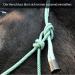 Knothalter for Floor Work Horse - Optimal Knot-Helper COB for Soil Work & Loading Training (Pony Green-White) - Buy Online on GoSupps.com