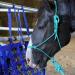 Majestic Ally 1/4 Rope 4 Knot Stiff Polyester Training Halter & 10 Lead Rope Set - Full Purple - for Horses - Buy Online on GoSupps.com