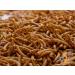 5 Litres Chubby Dried Mealworms for Wild Birds Only - Buy Online on GoSupps.com