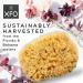 ideelz XFO Sea Sponge (Medium 5) - All Natural Sea Wool Sponge for Bathing and Exfoliating - USA Grown - Buy Online on GoSupps.com
