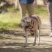 Halti Walking Harness Size Small Blue - Lightweight & Reflective Adjustable Dog Harness with Handle - Ideal for Small, Medium, and Large Dogs - Buy Online on GoSupps.com