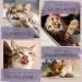 Buy Ne & No Gift Set with Natural Matatabi Sticks | 24 Dental Care Cat Sticks | Perfect Treats for Cats | International Shipping - Buy Online on GoSupps.com