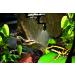 Lucky Reptile SRN-1 Super Rain Nano - Optimal Irrigation System for Reptile Habitats | International Shipping Available - Buy Online on GoSupps.com