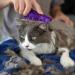 Cat Zoom Groom Purple - Gentle Pet Grooming Brush for Shedding Control - Buy Online on GoSupps.com