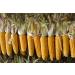 Buy Corn Cob Feed for Rodents - 10 Pieces Pack | Premium Rodent Food for Healthier Pets - Buy Online on GoSupps.com