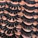 TIMELABS 01 Fluffy Mink Lashes - 5D Dramatic Long False Eyelashes - 14 Pairs - Thick Volume - 2 Styles LD01+LD04 - Faux Mink Multipack - Buy Online on GoSupps.com