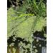 Duckweed Floating Live Plant for Aquarium Garden Pond Duck Weed - Buy Online on GoSupps.com