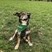 Buy printplanet Personalized Dog Scarf - Custom Text - Trees Green - Size S - Stylish & Unique Dog Accessories - Buy Online on GoSupps.com
