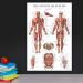 Quickfit Stretching Exercises & Muscle Anatomy Poster Set - Laminated Workout Diagrams (45.7 x 68.6 cm) - Enhance Your Stretching Routine! - Buy Online on GoSupps.com