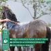 Menforsan Repellent Shampoo with Citronella for Horses - 1L | Best International Shipping - Buy Online on GoSupps.com