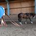Buy Organic Biothane Double Lunge Leash for Horses - 16-18m 16mm Wide - 15 Colors - Ideal for Equestrian Sports - Buy Online on GoSupps.com