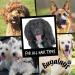 BUGALUGS Dog Conditioner 500ml with Lavender & Chamomile dog perfume best grooming Conditioner for dogs puppy & smelly pet that detangles & moisturises use with dog shampoo cologne - Buy Online on GoSupps.com