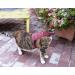 Mynwood Cat Jacket/Harness Royal Stewart Tartan Adult Cat - Buy Online on GoSupps.com