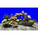 Nobby Aqua Ornaments Coral with Plants - 13x10x12 cm Ideal for Aquariums - International Shipping Available - Buy Online on GoSupps.com
