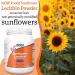 Now Foods Sunflower Lecithin Powder 454g - Lab-Tested, Gluten-Free, Soy-Free, Vegan - Buy Online on GoSupps.com