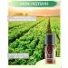 Bio Basil Oil Essential Oil - 10ml - Organic Bulgarian Basil for Natural Cultivation - Buy Online on GoSupps.com