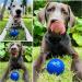 Tuff Pupper Superchewy Tough Ball Toys for Dogs | Durable Natural Rubber | Tested for Large Breeds | 2.5 Medium Dog Toy | Ultra-Durable Chew Ball - Buy Online on GoSupps.com