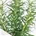 Live Aromatic Rosemary in Decorative Pot - Set of 6 | Healthy and Vibrant Display - Buy Online on GoSupps.com