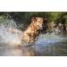 SKIPDAWG Dog Squeaky Tennis Balls - Set of 4 for Ball Launchers | Perfect for All Dogs | Free International Shipping - Buy Online on GoSupps.com