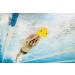 Finis Alignment Kickboard - Improve Technique and Efficiency - Buy Online on GoSupps.com