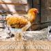 Milbfree 250ml - Effective Drinking Water Additive for Chickens & Poultry | Natural Mite Control with Essential Oils - Buy Online on GoSupps.com