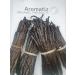 Premium Grade A Madagascar Vanilla Pods - 10 Pack (13-17cm) - Buy Online on GoSupps.com