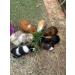 Pet Grass 2 pack By Cat FurNature - Buy Online on GoSupps.com