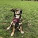 Buy printplanet Dog Scarf with Personalized Name - Customizable Scarf for Dogs - Size S - Perfect for Your Favorite Pup - Buy Online on GoSupps.com
