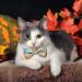 Fall Bow Tie Pumpkin Cat Collar Set with Bell | Autumn Thanksgiving Harvest Holiday Collar for Cats | Pumpkin Patch Design for Boys and Girls - Buy Online on GoSupps.com