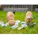 Wagging Companions Carrot Cake | Dog Treats | Plant-Based Human-Grade and Safe for All Dogs | Daily Greens for Dogs | Probiotic Prebiotic and Antioxidant | Bite Sized Biscuits - Buy Online on GoSupps.com