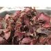 1kg Biltong Combo - Original, Chilli, Teriyaki, Droewors | High Protein, Low Sugar, Low Carb | Award Winning Maker | Not Beef Jerky - Buy Online on GoSupps.com