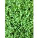 Arugula Seed  Arugula Sprouting Seeds  Microgreen  Sprouting  4 OZ  NON GMO - Country Creek Acres Brand - High Sprout Germination- Juicing  Gardening  Hydroponics  Growing Salad Sprouts - Buy Online on GoSupps.com