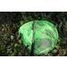 RESTCLOUD Bait Net and Fishing Landing Net - Telescoping Pole Handle (59 inches) - Green - Buy Online on GoSupps.com