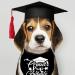 Proud of Mom Graduation Bandana 2 Pack for Dogs and Cats - Large Proud of Pup Bandana - Buy Online on GoSupps.com