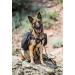 OllyDog Trekker RF Dog Backpack Harness - Lightweight Saddle Bag for Walking, Camping, and Backpacking - Medium Raven - Buy Online on GoSupps.com