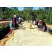 Kaphi Beans Roasted Coffee - Inzovu Rwanda - Medium Roast - 100% Arabica Beans - Freshly Roasted Whole Beans (Pack Of 1kg) - Buy Online on GoSupps.com