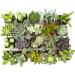 Altman Plants 20 Pack Assorted Live Succulent Plants in Cacti and Succulent Soil Mix - Buy Online on GoSupps.com