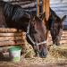 VitPet+ MSM Cheval - Premium MSM Horse Powder in 1.8kg Bucket with Measuring Spoon (Methylsulfonylmethane/Sulphur Powder for Horses and Dogs) - Buy Online on GoSupps.com
