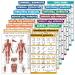 16-piece training poster set: dumbbell suspension ballpool ligaments medicine ball fighting rope stretch body weight barbell yoga gymnastics ball (paper-not laminated 45.7x61 cm) cm) paper-not laminated 18 "x 24"