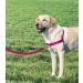 Buy PetSafe Easy Walk Harness - Anti-Pull Dog Harness (Size M Pink) with 1.8M Leash | Reduces Choking & Coughing - Shop Internationally! - Buy Online on GoSupps.com